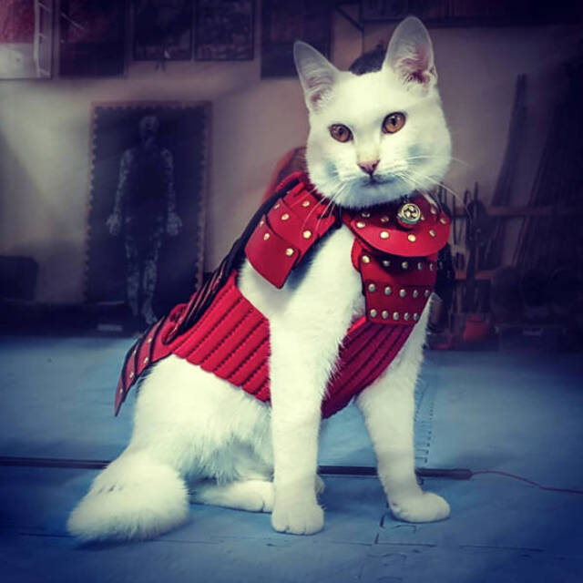 Katzen in Kampfrüstungen