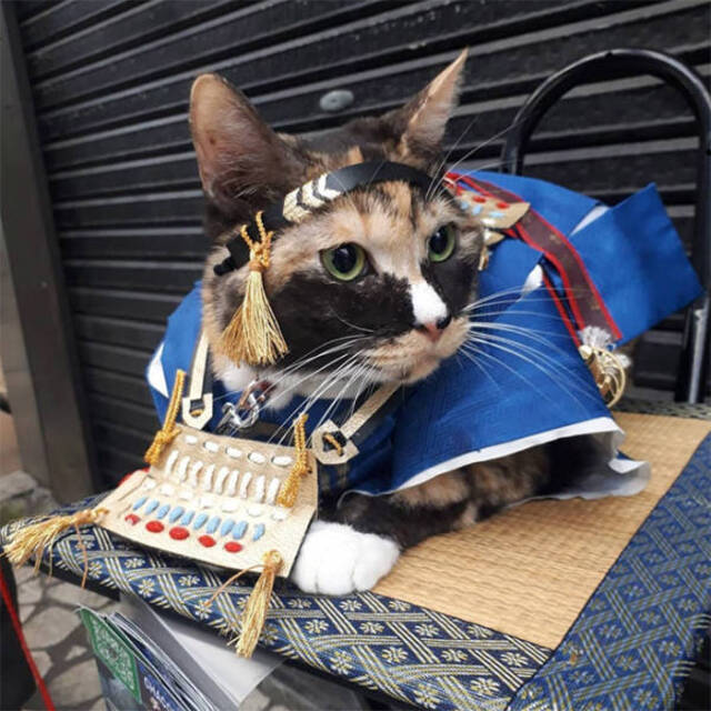 Katzen in Kampfrüstungen