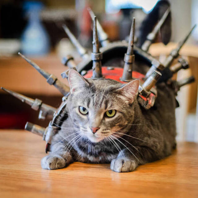 Katzen in Kampfrüstungen