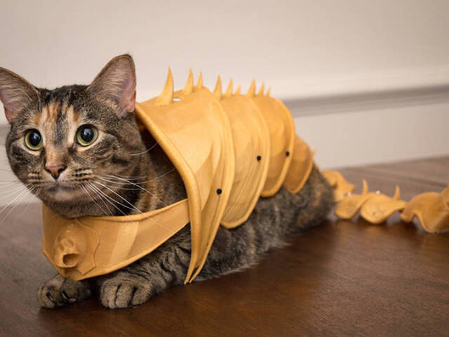 Katzen in Kampfrüstungen