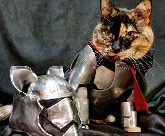 Katzen in Kampfrüstungen