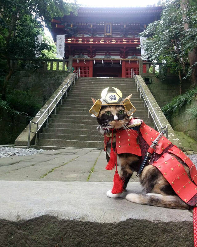 Katzen in Kampfrüstungen