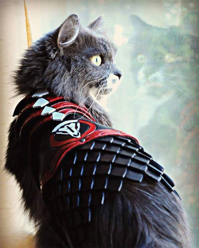 Katzen in Kampfrüstungen