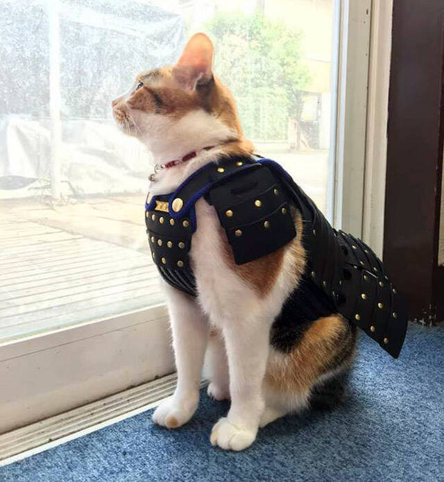 Katzen in Kampfrüstungen