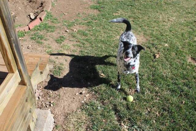 Katzen, überall Katzen!