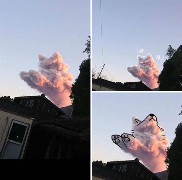 Katzen, überall Katzen!