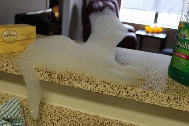 Katzen, überall Katzen!