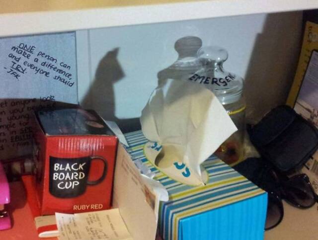 Katzen, überall Katzen!