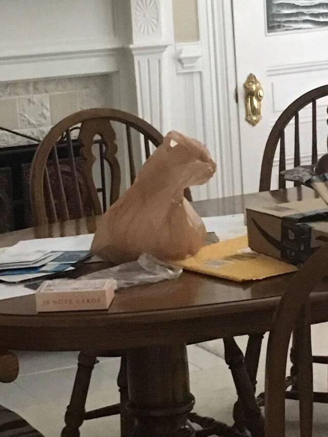 Katzen, überall Katzen!