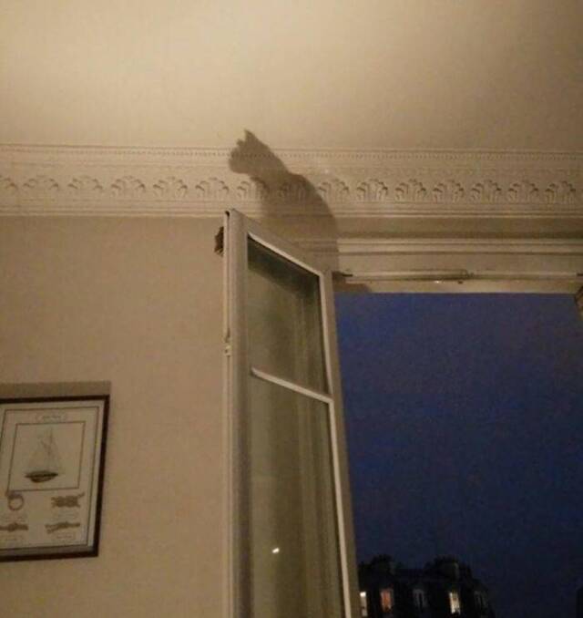 Katzen, überall Katzen!