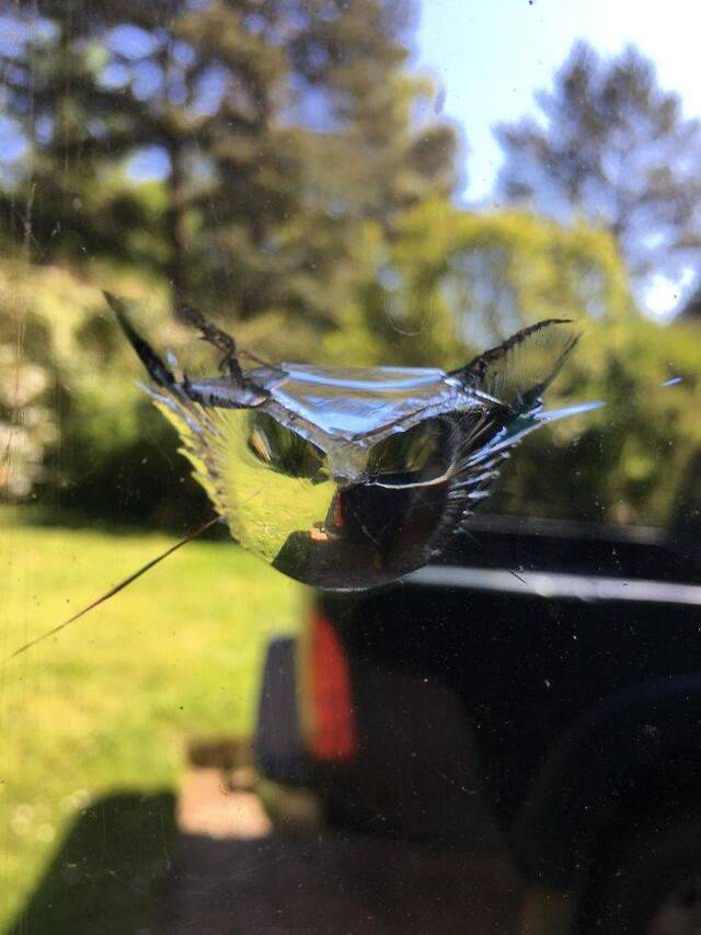 Katzen, überall Katzen!