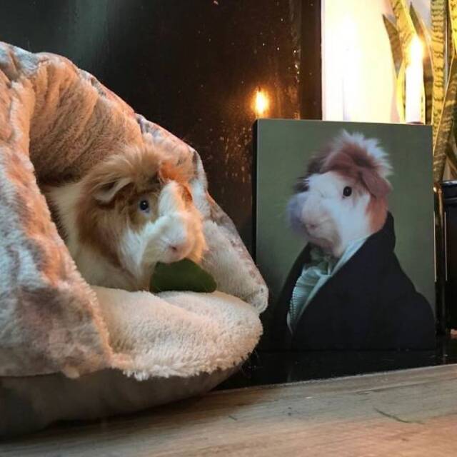 majestätische Tierportraits