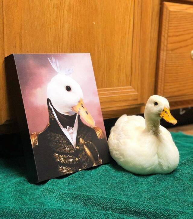 majestätische Tierportraits