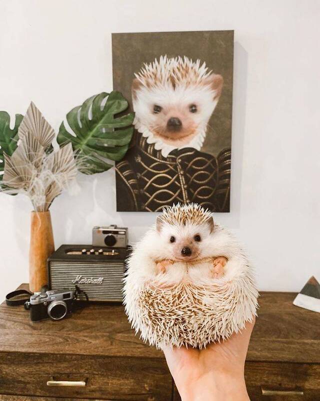 majestätische Tierportraits