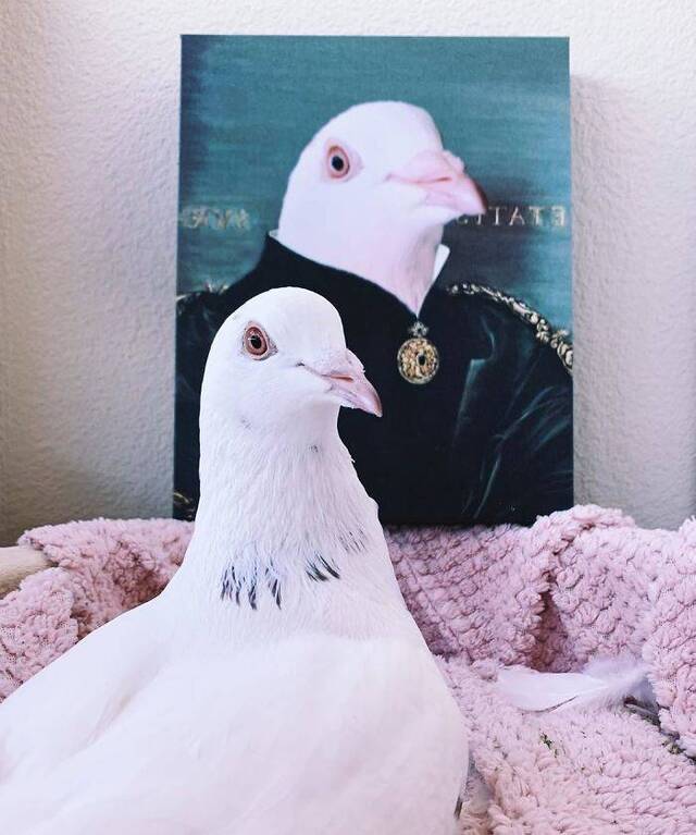 majestätische Tierportraits