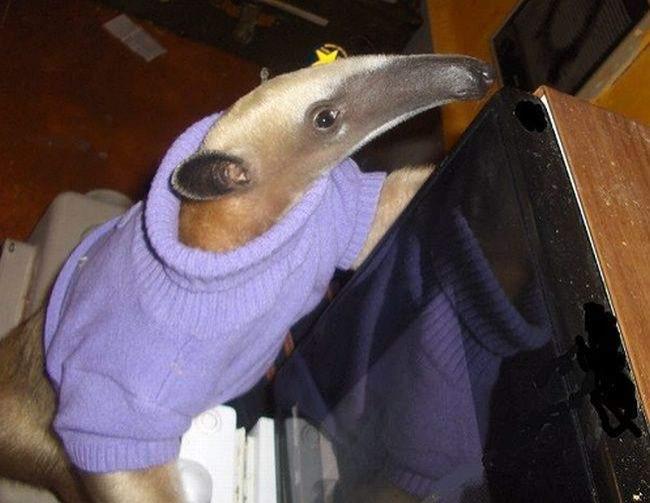 mein neuer Mitbewohner