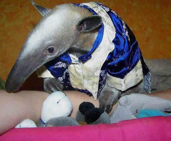 mein neuer Mitbewohner