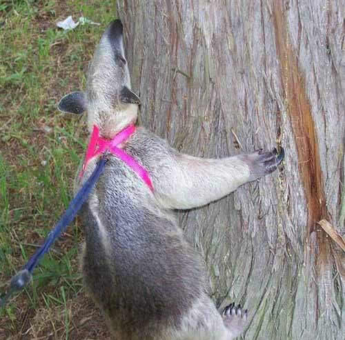 mein neuer Mitbewohner