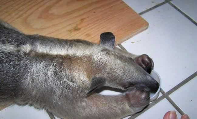 mein neuer Mitbewohner