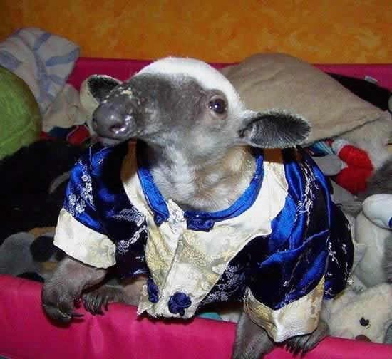 mein neuer Mitbewohner