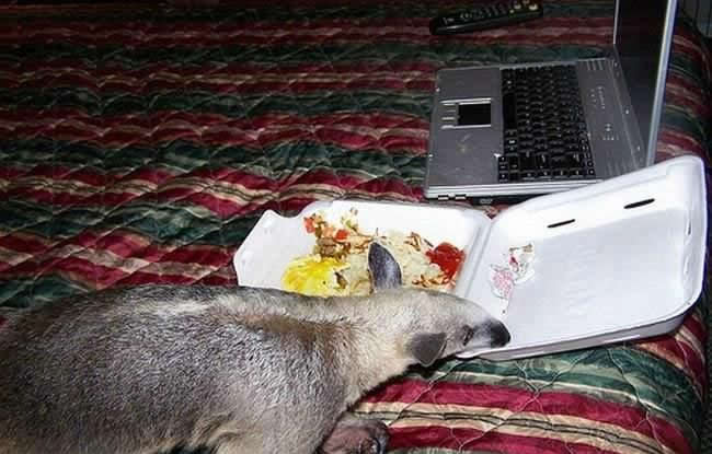 mein neuer Mitbewohner