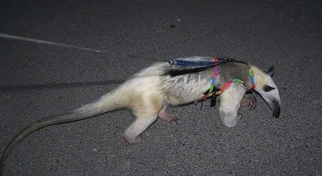 mein neuer Mitbewohner