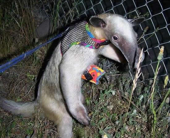 mein neuer Mitbewohner