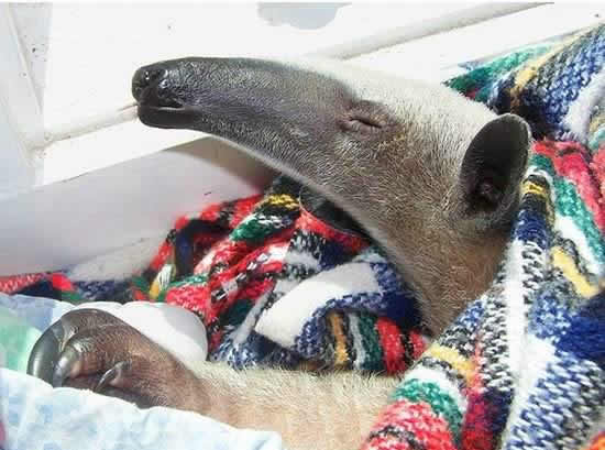 mein neuer Mitbewohner