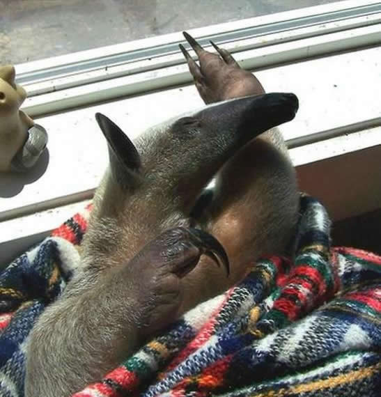 mein neuer Mitbewohner