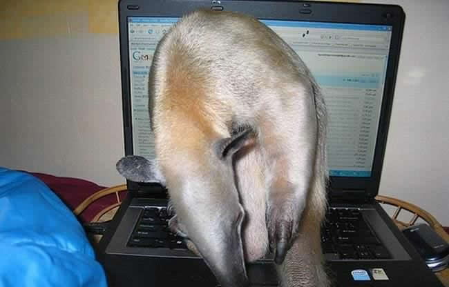 mein neuer Mitbewohner