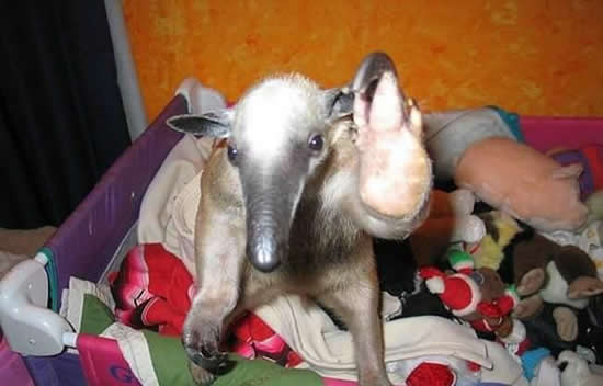 mein neuer Mitbewohner