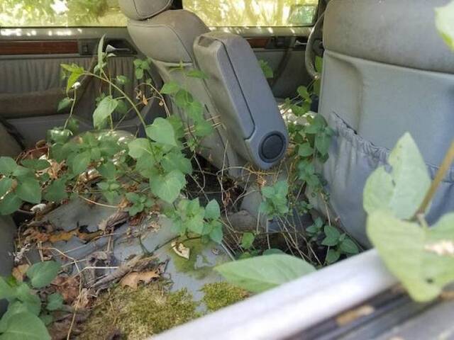 Natur holt sich irgendwann alles zurück