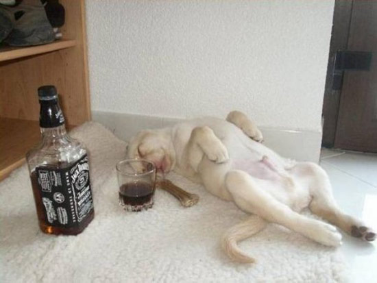 Bildschirmarbeiter - Picdump 23.11.07