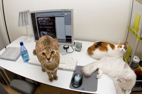 Bildschirmarbeiter - Picdump 23.11.07