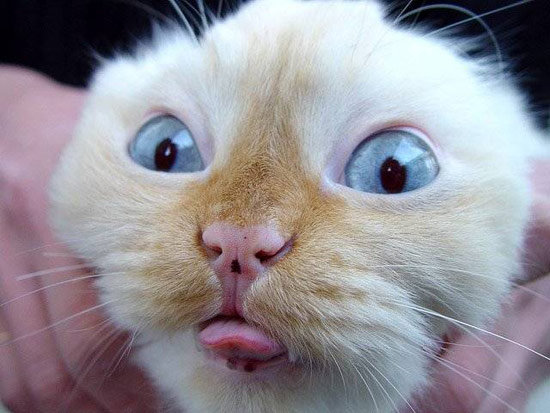 Bildschirmarbeiter - Picdump 19.01.08