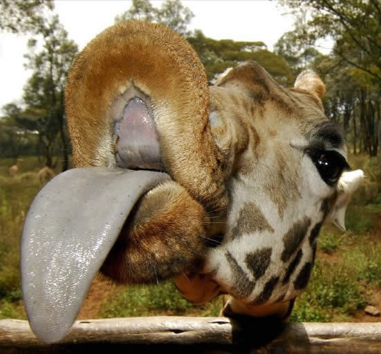 Bildschirmarbeiter - Picdump 20.06.08