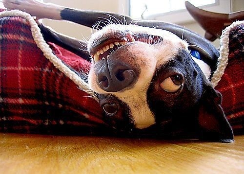 Bildschirmarbeiter - Picdump 20.06.08