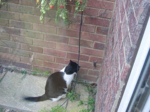 Bildschirmarbeiter - Picdump 04.07.08