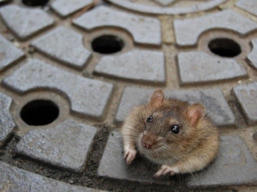 Bildschirmarbeiter - Picdump 17.10.08