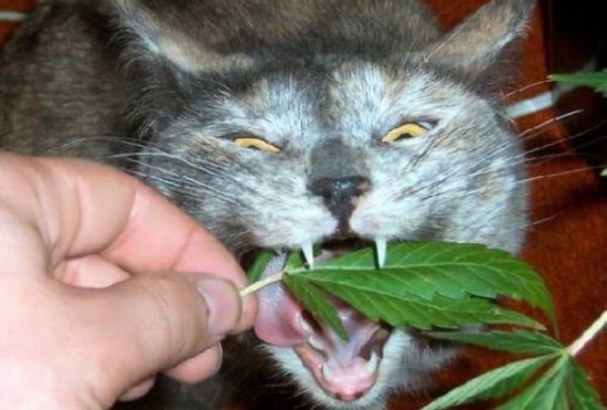 Bildschirmarbeiter - Picdump 07.11.08