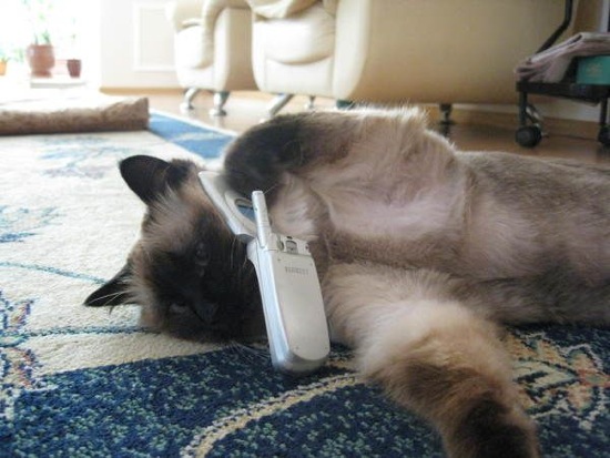 Bildschirmarbeiter - Picdump 22.11.08