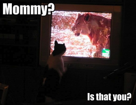 Bildschirmarbeiter - Picdump 22.11.08