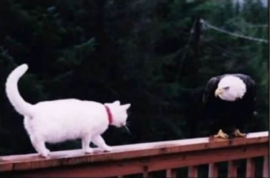 Bildschirmarbeiter - Picdump 19.12.08