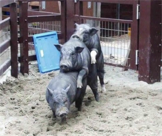 Bildschirmarbeiter - Picdump 19.12.08