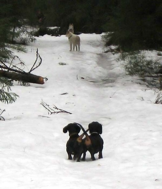 Bildschirmarbeiter - Picdump 16.01.2009