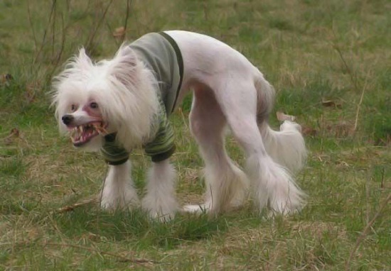 Bildschirmarbeiter - Picdump 16.01.2009