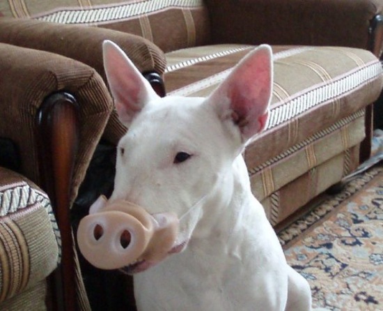 Bildschirmarbeiter - Picdump 16.01.2009