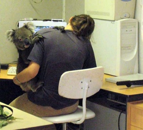 Bildschirmarbeiter - Picdump 16.01.2009