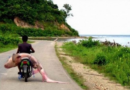 Bildschirmarbeiter - Picdump 16.01.2009