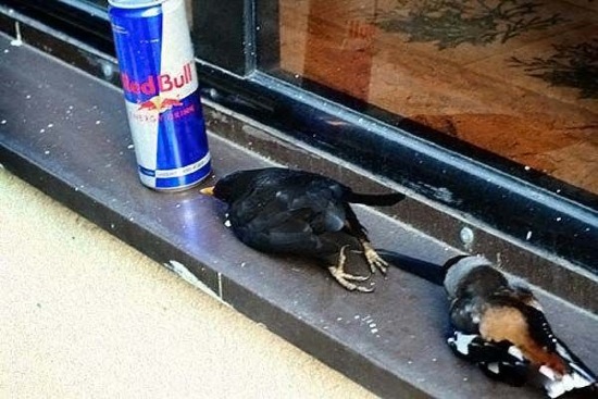 Bildschirmarbeiter - Picdump 23.01.2009